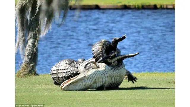 Salah satu buaya yang bernama Goliath sebelumnya pernah juga muncul di lapangan golf tersebut sambil memakan kura-kura.