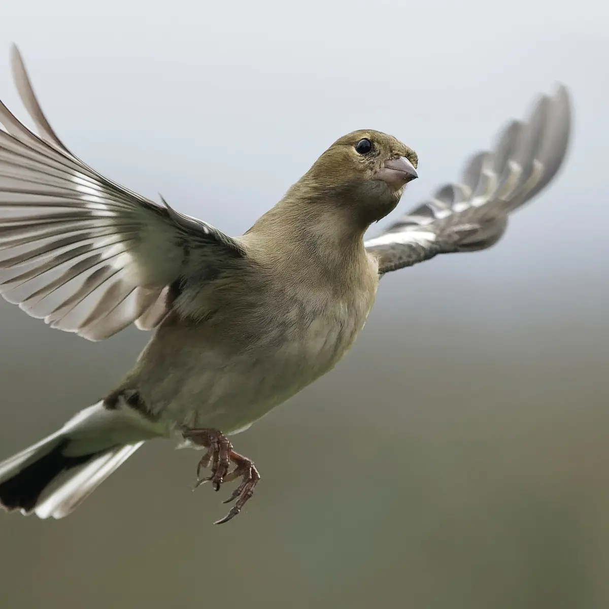 Arti Mimpi Diserang Burung: Tanda-tanda Dan Maknanya