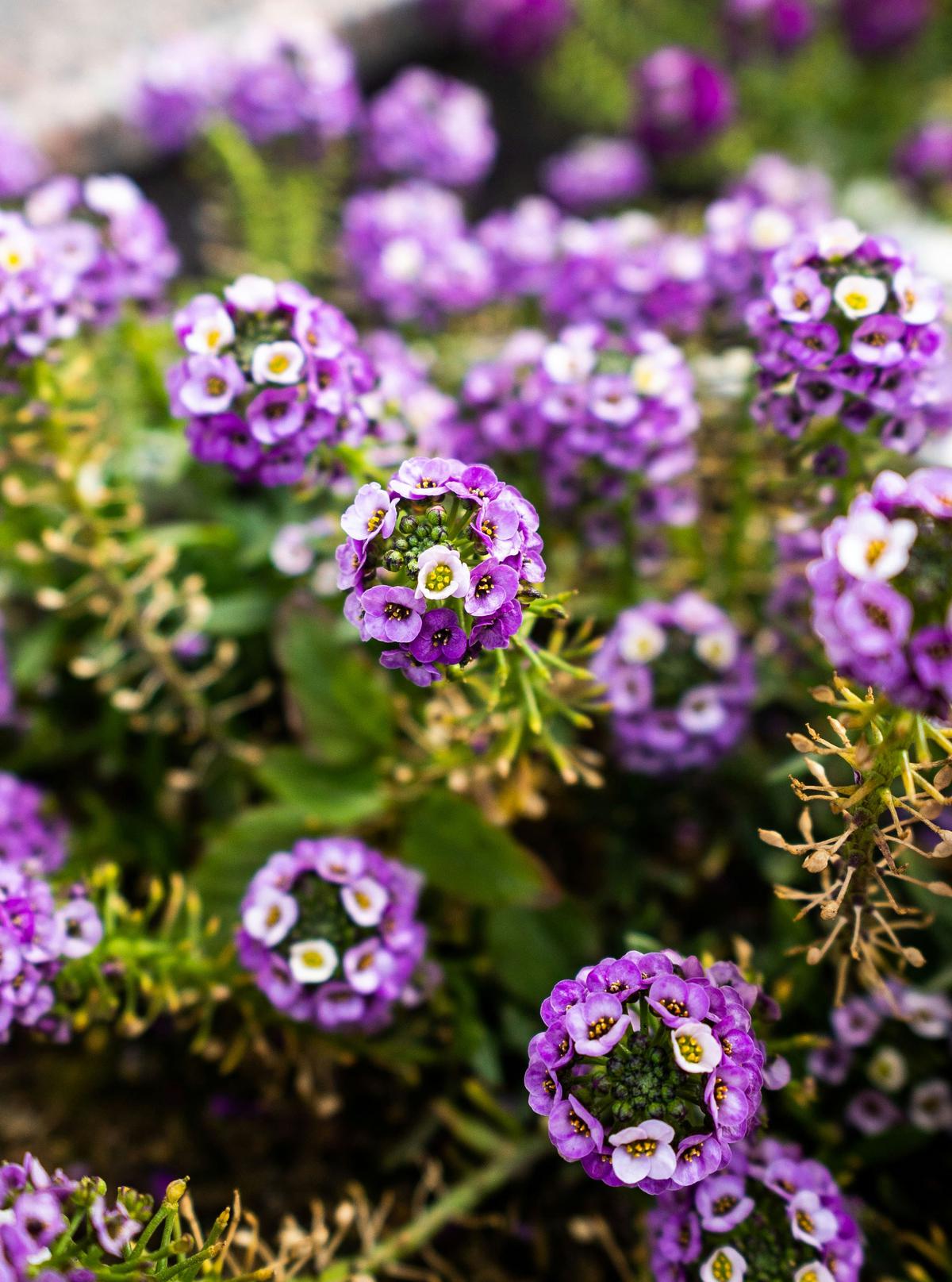 Ilustrasi Sweet Alyssum Varietas Ungu