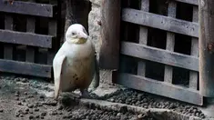 Seekor penguin albino diperlihatkan kepada publik untuk pertama kalinya di kebun binatang Gdansk, Polandia, 22 Maret 2019. Menurut petugas kebun binatang, penguin berusia tiga bulan tersebut merupakan satu-satunya albino. (Agencja Gazeta/Michal Ryniak via REUTERS)