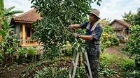 7 Cara Pemangkasan Alpukat agar Cepat Berbuah Lebat di Pekarangan