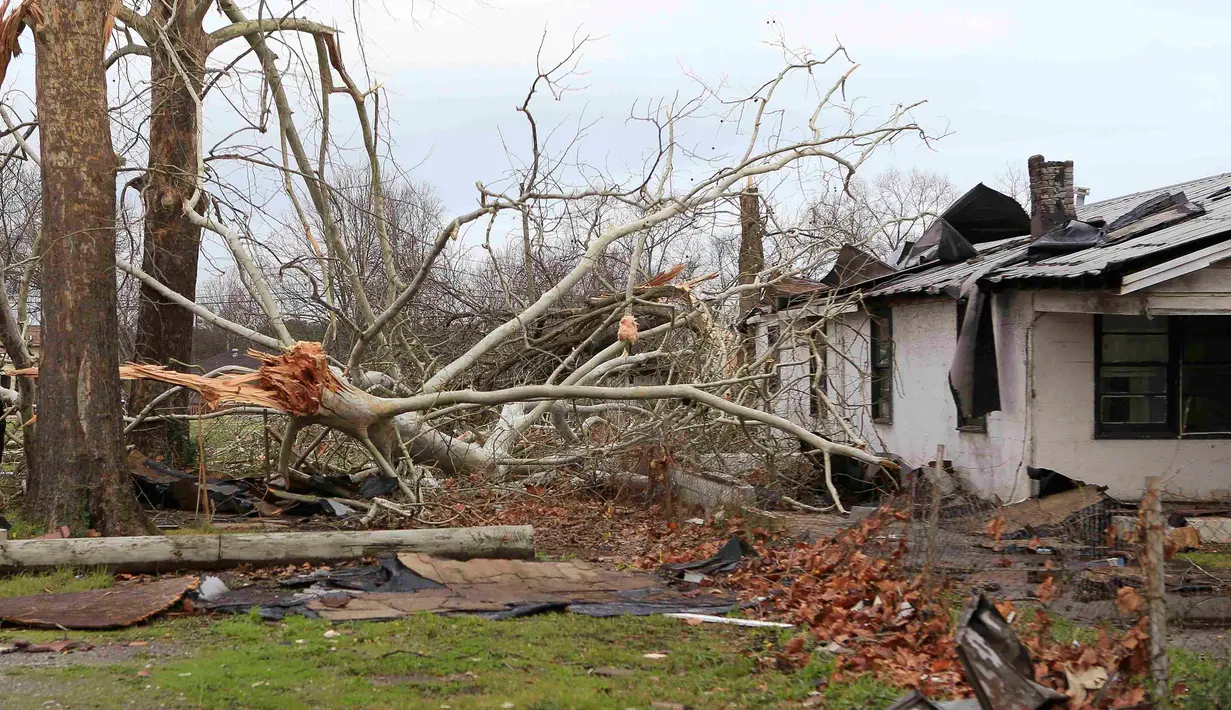 Sejumlah pohon tumbang akibat tornado yang melanda Alabama, Sabtu (26/12/2015). Letnan Polisi Birmingham Sean Edwards mengatakan sedikitnya ada tiga orang dilarikan ke rumah sakit un¬tuk mendapatkan pengobatan luka ringan. (Reuters/ Marvin Gentry)