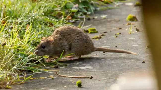 	Tikus di Pulau Henderson. (Sumber phys.org)