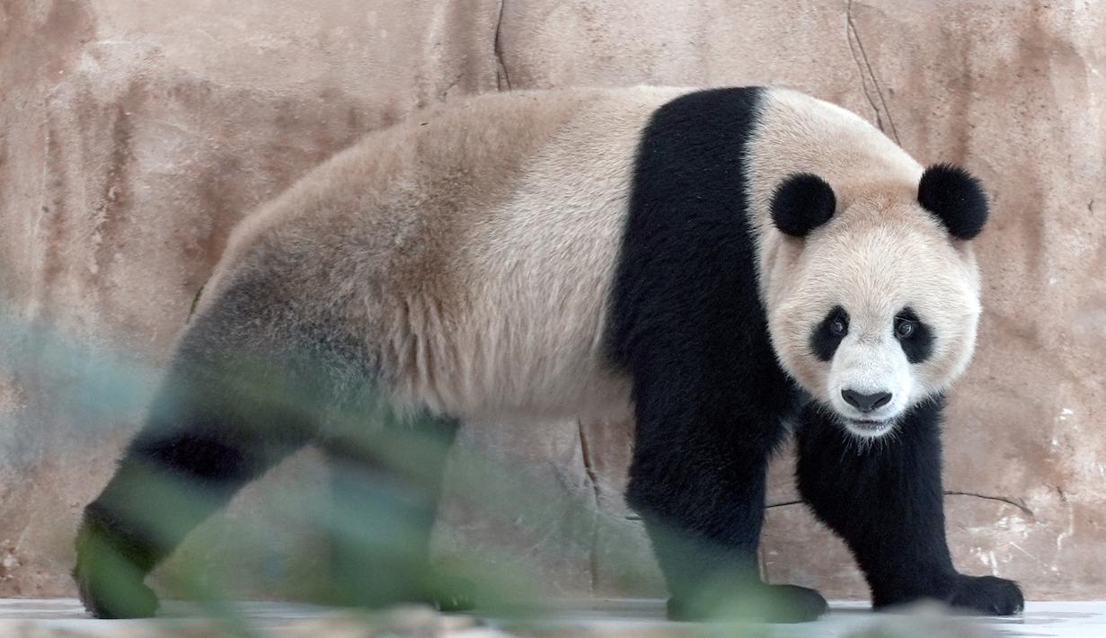 Kedatangan binatang ikon Negeri Tirai Bambu ini menandai satu bulan menjelang perhelatan Piala Dunia 2022 Qatar pada 20 November di Doha. (AP Photo, Lujain Jo)