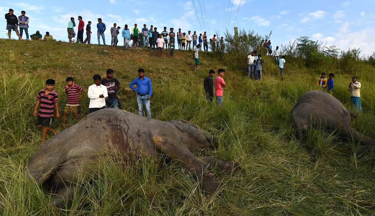 Warga berkumpul melihat dua ekor gajah yang tewas ditabrak kereta api di dekat Stasiun Thakurkhchi di pinggiran kota Guwahati, India, Minggu (19/11). Dua gajah ini bagian dari gerombolan gajah yang sedang melintas di jalur rel kereta. (Biju BORO/AFP)