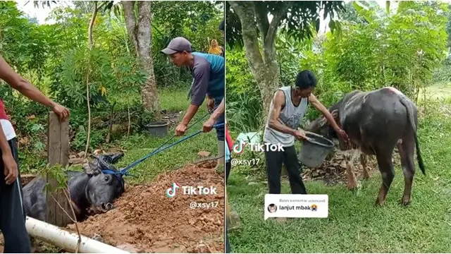 Viral Detik-Detik Kerbau Nyemplung Sumur, Begini Kondisinya Usai Ditarik Keluar