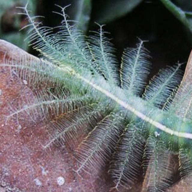 Heboh Broadcast Ulat Bulu Yang Mematikan Ini Kata Pakar Health Liputan6 Com