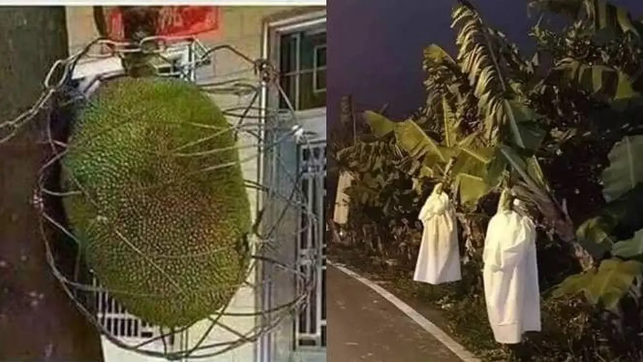 8 Cara Nyeleneh Amankan Buah dari Maling Ini Bikin Tepuk Jidat