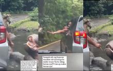 Tak Cuma Lempar Plastik ke Mulut Kudanil di Taman Safari, Pelaku juga Buka Kaca di Area Harimau & Tepuk Zebra