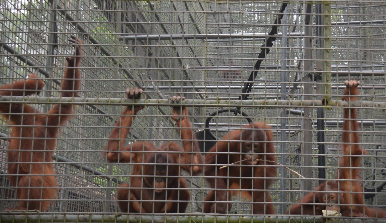 Aktivitas orangutan di pusat rehabilitasi Nyaru Menteng, Kalimantan Tengah, Selasa (17/9/2019). Belasan orangutan terserang infeksi saluran pernapasan akut (ISPA) baik yang berada di kandang maupun sedang mengikuti sekolah hutan. (Handout/Borneo Orangutan Survival Foundation/AFP)