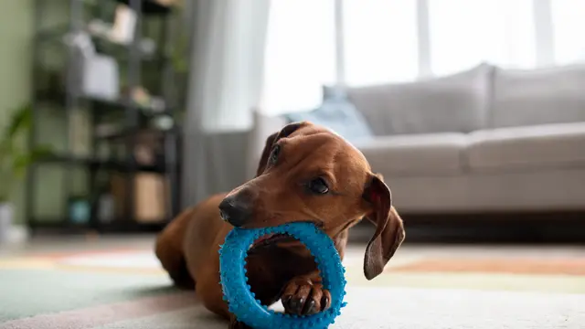 Puppy Biting