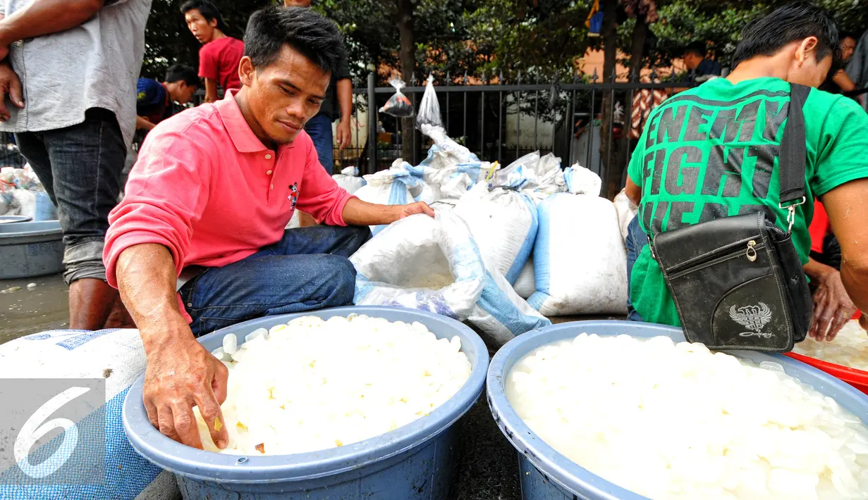 Seorang pedagang saat memilih kolang-kaling di Pasar Induk, Kramat Jati, Jakarta, Jumat (19/6/2015). Untuk memenuhi permintaan konsumen, pedagang kolang-kaling di pasar Induk, kramat jati menambah pasokan kolang-kaling. (Liputan6.com/Yoppy Renato)
