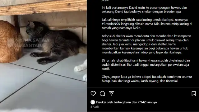 David Ozora Adopsi Kucing dan dikerumuni Anjing-anjing Shelter, Kampanyekan #AdoptDontShop