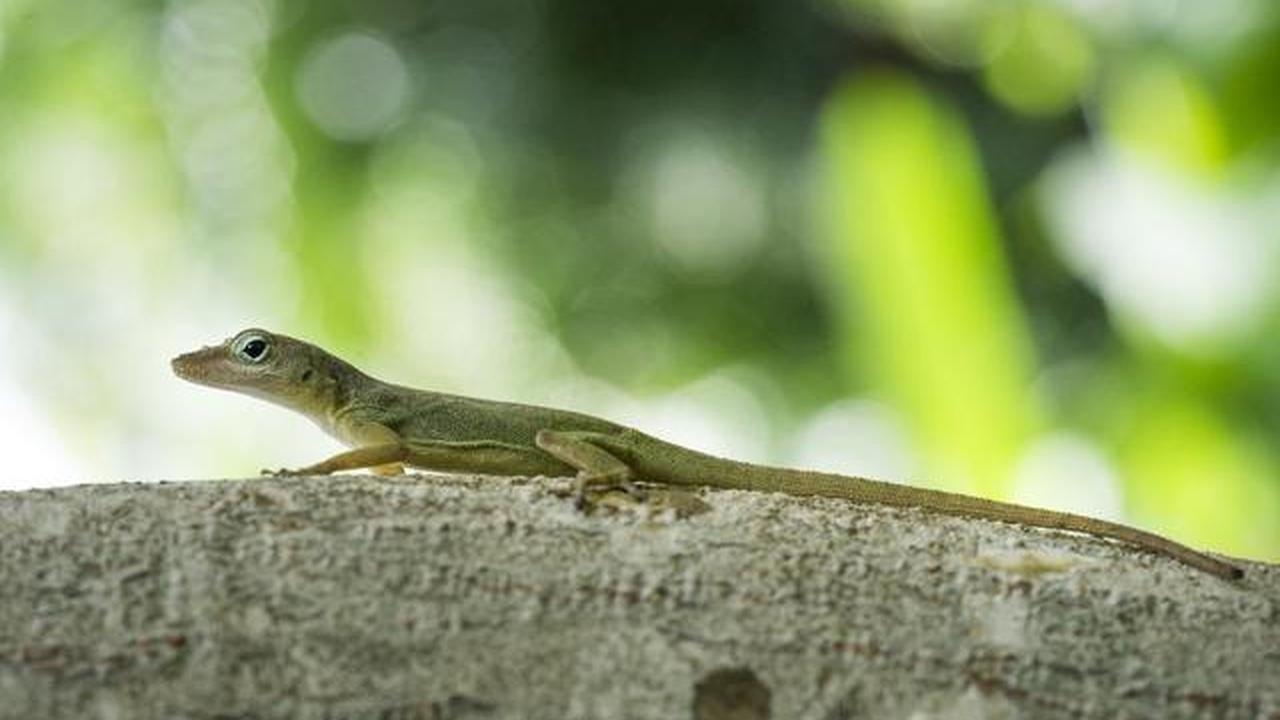 6 Bahaya Kotoran Cicak, Waspadai Risiko Kesehatan di Rumah