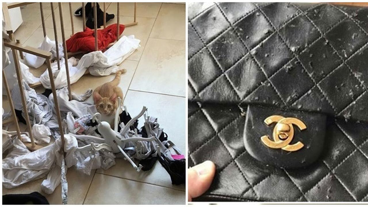 Tingkah kucing (Sumber: Boredpanda)