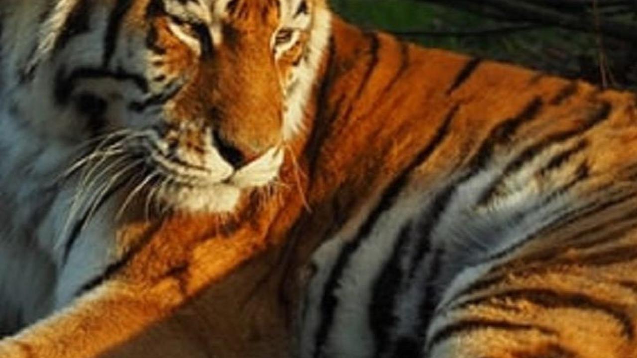 6. Harimau<br>