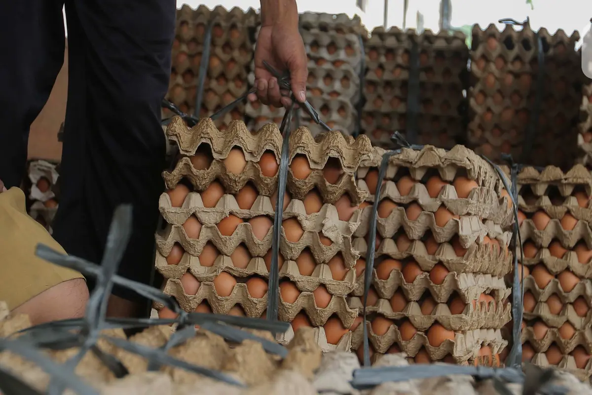 Harga telur ayam