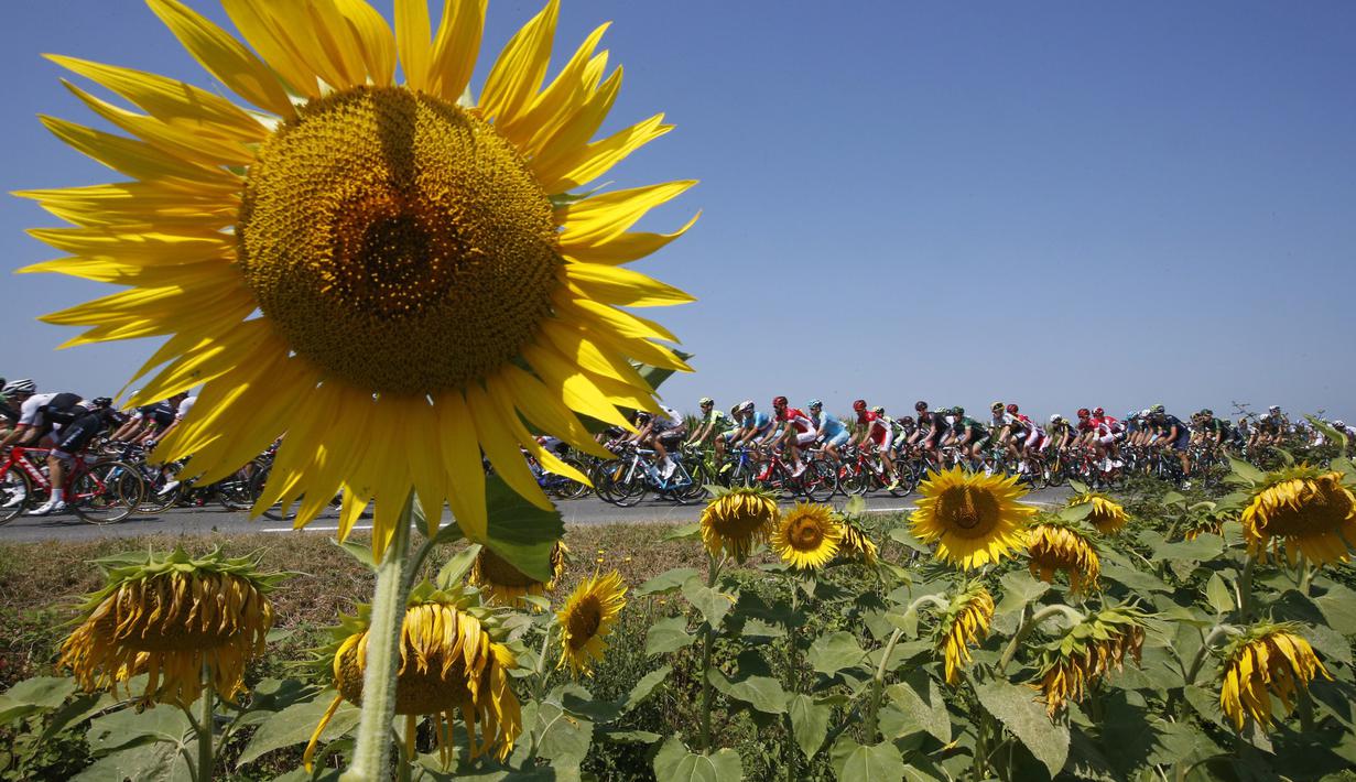 Deretan pebalap sedang berlomba di area pegunungan Pyrenees di Etappe 11 Tour de France yang berjarak 188 km (116.8 miles) di Pau menuju Cauterets di Prancis.  (15/7/2015). (REUTERS/Eric Gaillard)