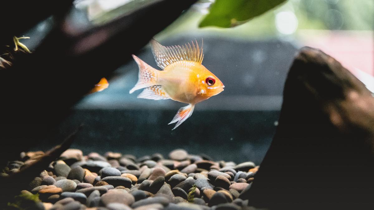 Arti Mimpi Ikan, Menunjukkan Pertanda Keberuntungan dalam Hidup