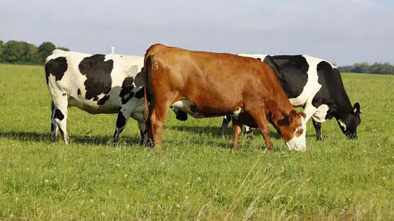 Ilmuwan Ciptakan Vaksin Untuk Kurangi Produksi Metana yang Dihasilkan Kentut Sapi