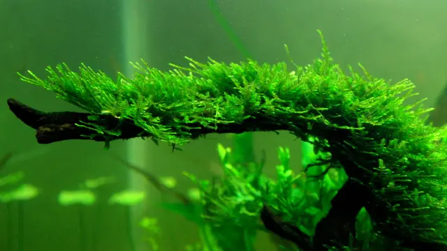 Christmas Moss
