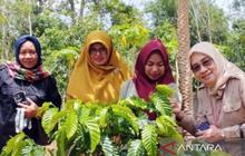 Kalsel Perkuat Pengembangan Kopi Berbasis Diversifikasi Terintegrasi untuk Tingkatkan Ekonomi Daerah