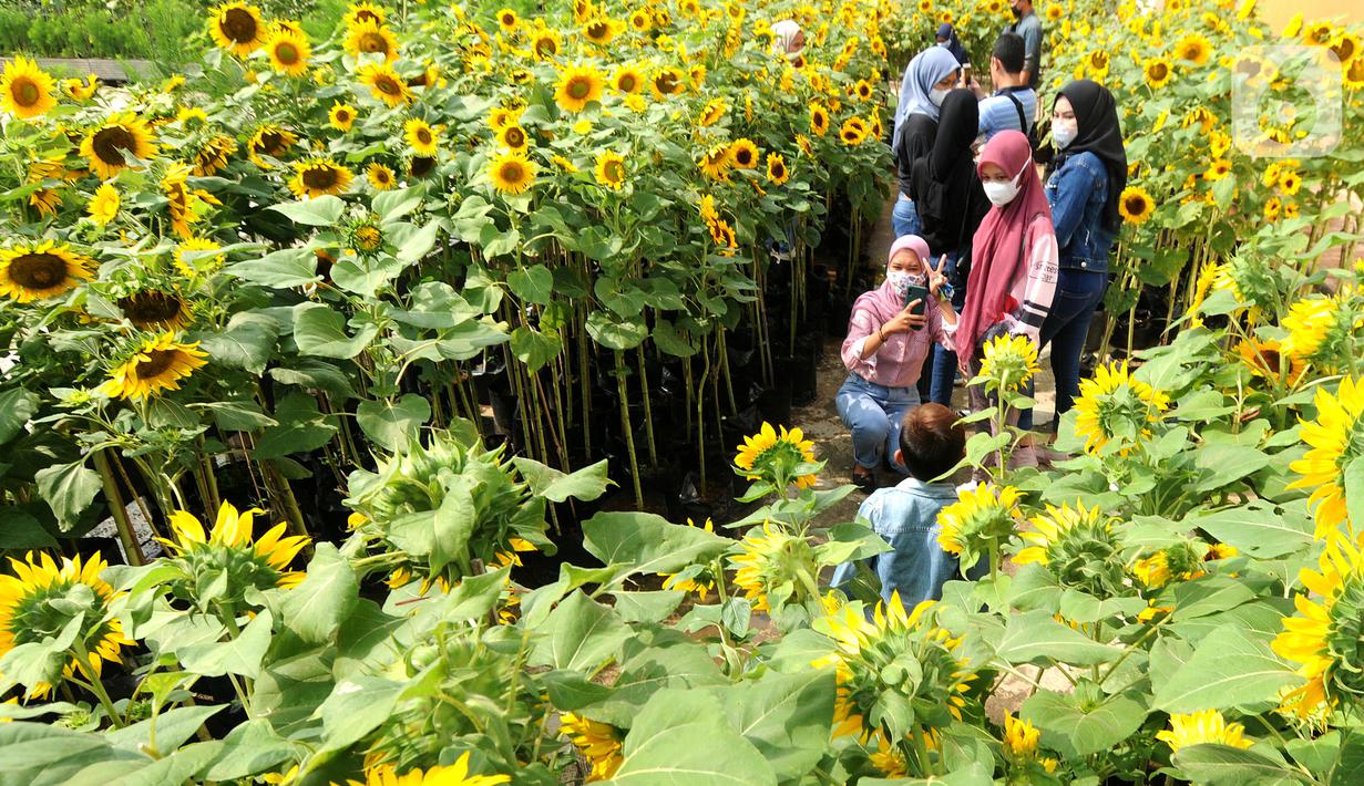 Pengunjung berfoto dengan tanaman bunga matahari di Bogor Sky Garden, Mall BTM, Kota Bogor, Jawa Barat, Minggu (13/06/2021). Taman bunga matahari di atap gedung pusat perbelanjaan itu menjadi wisata alternatif gratis bagi pengunjung dalam mengisi libur akhir pekan. (merdeka.com/Arie Basuki)