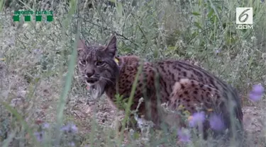 Seekor Lynx Iberia bernama Litio ditemukan di Spanyol usai dilepaskan pada 2016 di Portugal. Lynx Iberia adalah salah satu spesies yang terancam punah.