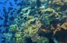 Bak Surga Dunia, begini Penampakan Bawah Laut Pulau Banda Naira yang Disebut Jadi Impian Banyak Orang