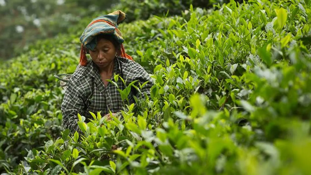 Aktivitas Para Wanita Pemetik Daun Teh di India