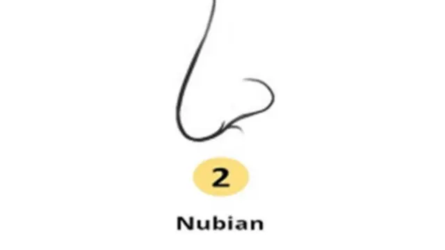 Kepribadian Hidung Nubian