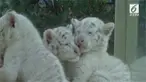 Bayi harimau putih kembar lima muncul perdana di kebun binatang Jinan Wildlife World. Mereka dalam keadaan sehat.