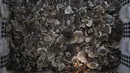 Kulit sisik trenggiling ditunjukan saat operasi anti-penyelundupan di Belawan, Sumatra Utara (13/6). Petugas menggerebek satu gudang yang di dalamnya terdapat 223 trenggiling beserta kulit sisiknya seberat kurang lebih 1 ton. (AFP Photo/Gatha Ginting)