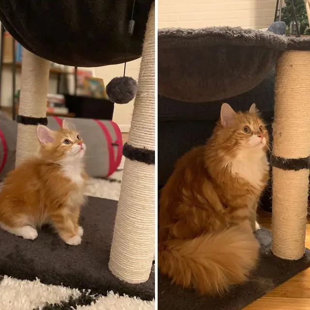 Glow Up, 10 Potret Perbandingan Kucing Dulu VS Sekarang.
