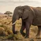 Botswana Izinkan Perburuan 23 Gajah untuk Perayaan Hari Kemerdekaan