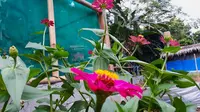 16 Bunga Pembasmi Hama, Tanaman Cantik Disukai Manusia tapi Dibenci Serangga