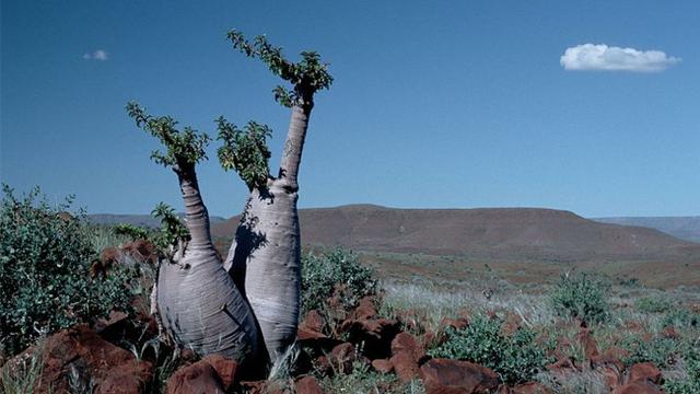 Namibian Bottle Tree