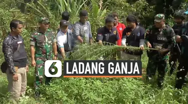 TV Ladang Ganja