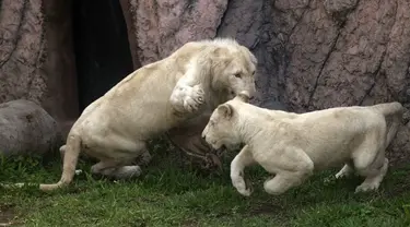 Sepasang singa putih muda -Kimba (kiri) dan Zamara dipamerkan di Kebun Binatang Parque de las Leyendas di Lima, Peru, Selasa (4/1/2022). Mereka lahir di penangkaran Kebun Binatang Leon de Mexico, tiba sebagai bagian dari program pertukaran untuk tujuan ilmiah dan konservasi. (Cris BOURONCLE/AFP)