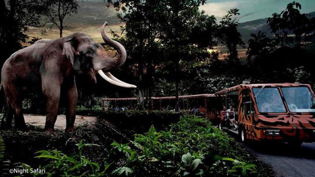 Singapore Night Safari