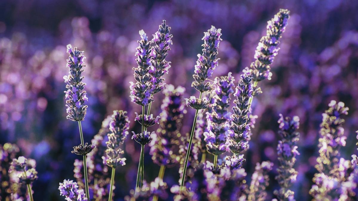 Lavender