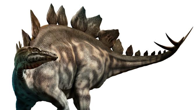 Jenis dinosaurus Stegosaurus (Sumber: Istockphoto)