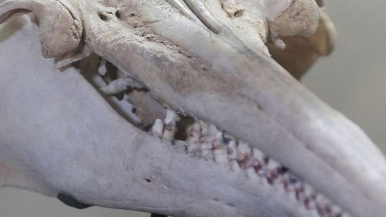 Ahli paleontologi Rodolfo Salas mengatakan tengkorak itu milik lumba-lumba terbesar yang diketahui menghuni perairan Amerika Selatan yang mempunyai ukuran panjang 3 hingga 3,5 meter. Foto: REUTERS / Sebastian Castaneda<br>