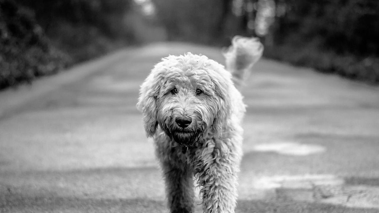 Keunikan Anjing Doodle