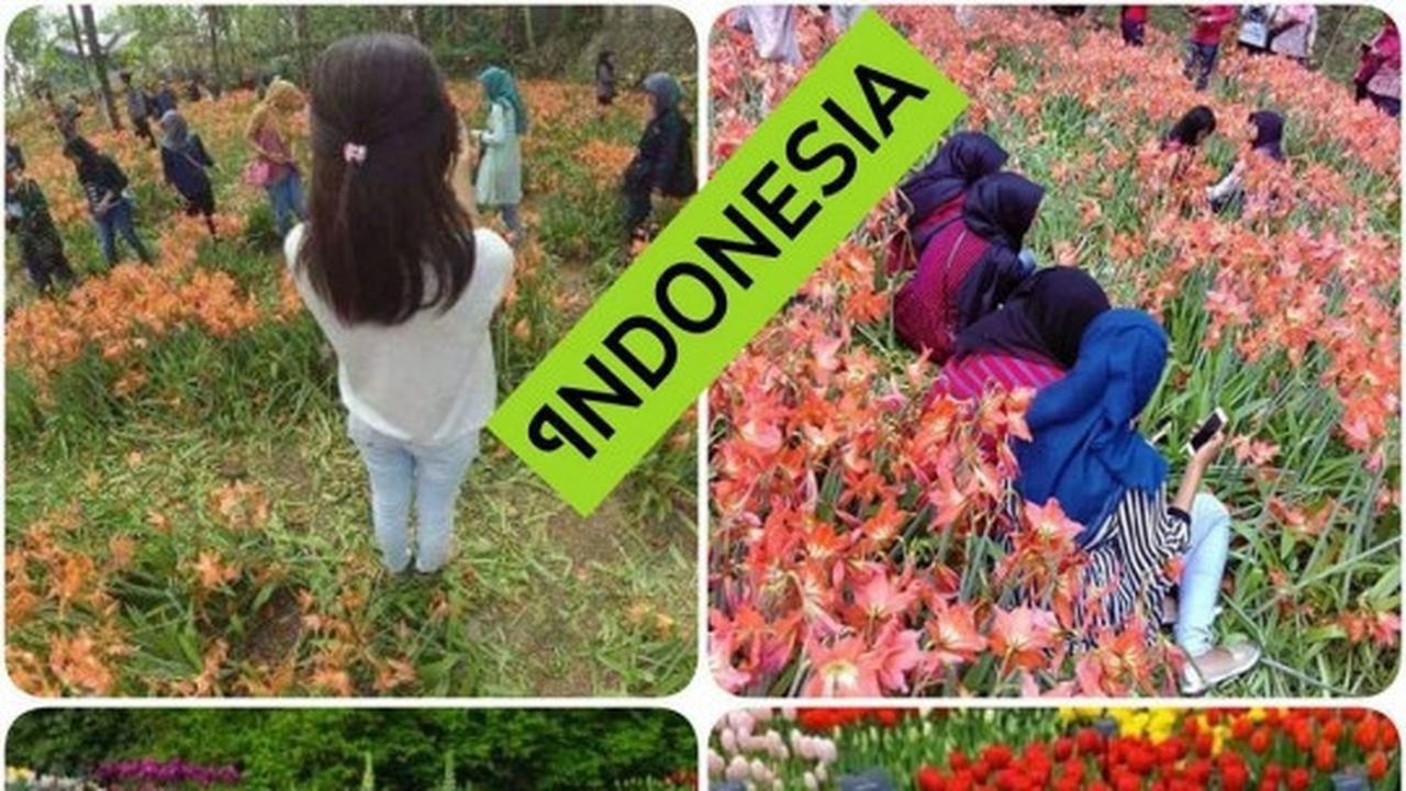 Meme-meme konyol sindir alayers rusak taman bunga Amarillys