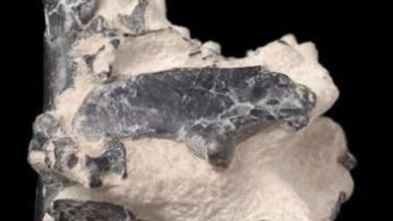 Temuan Fosil Ini Ungkap Dinosaurus Tak Hanya Berukuran Raksasa, Tapi Ada Juga Sebesar Ayam
