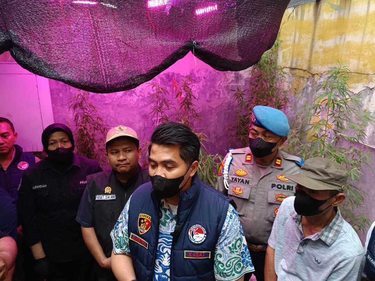 Pohon ganja disita dari PPPK Kementerian Pekerjaan Umum di Bandung. (merdeka.com/Azzura Galexia).
