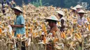 Suasana saat petani melakukan panen raya jagung di Tuban, Jawa Timur, Jumat (9/3). Sebanyak 33,7 ton jagung dihasilkan dari 7,5 hektare atau 4,5 ton per hektare. (Liputan6.com/Angga Yuniar)