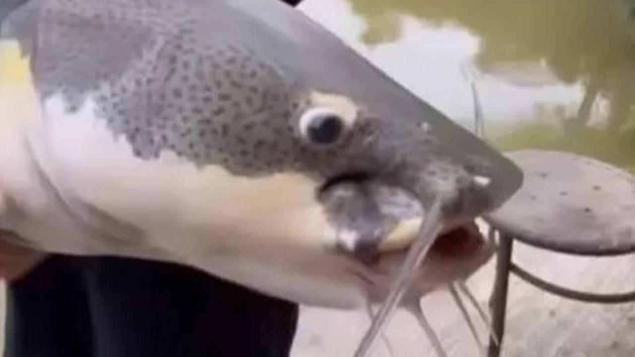Selain gaya berpakaian yang memikat, keahlian Prilly dalam memancing juga menarik perhatian.&nbsp;<br>