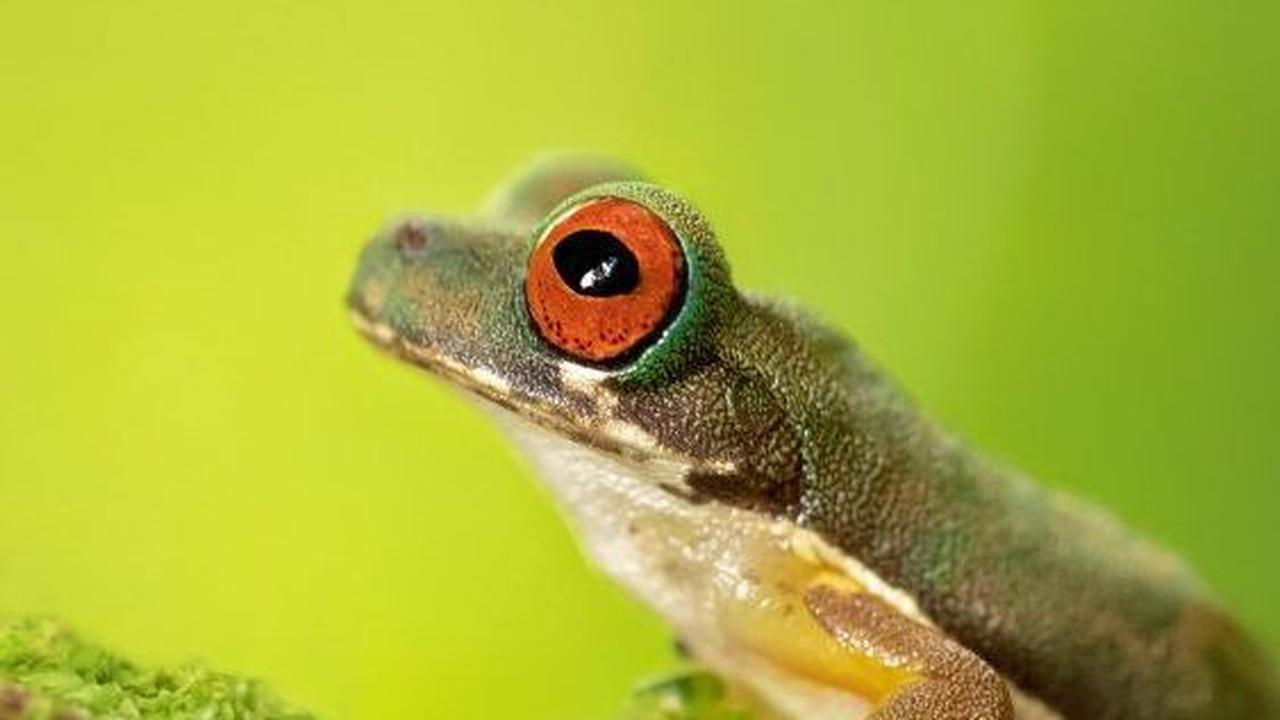 Katak Pohon Aliran Mata Merah yang menjadi spesies terancam di Kosta Rika dan Panama. Mereka terbiasa dengan lingkungan sejuk dan lembab, tetapi sayangnya, habitat mereka terus terancam.&nbsp;